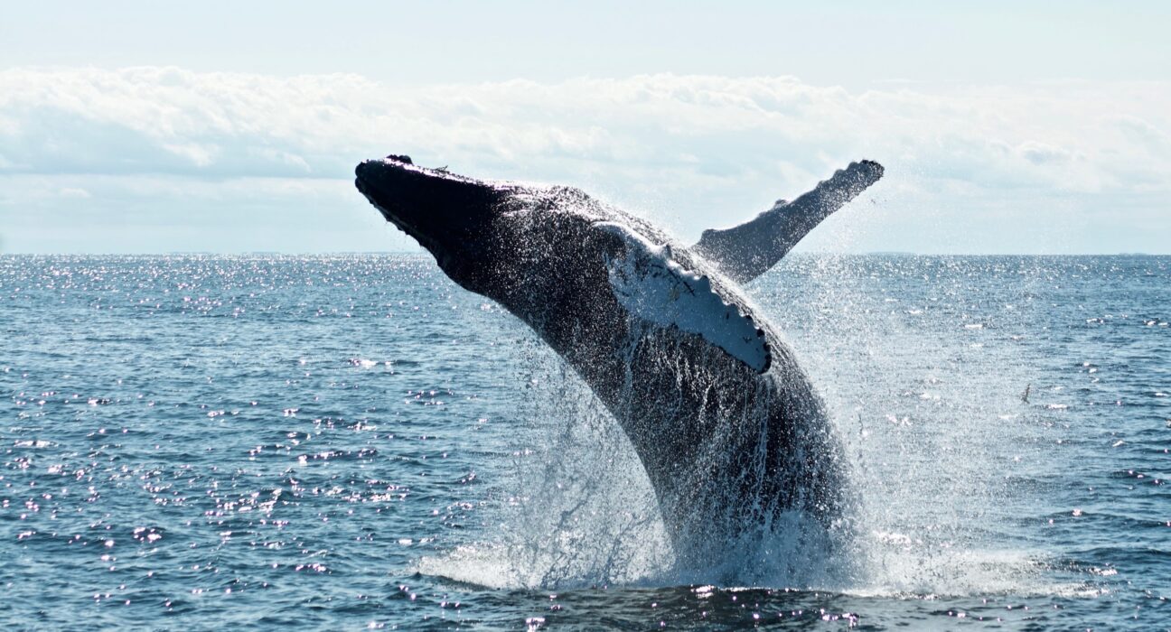 Whales Hit All-Time High Bitcoin Holdings At 670,000